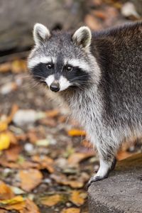 Preview wallpaper raccoon, autumn, leaves, grey, yellow