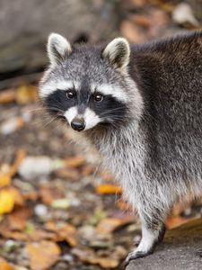 Preview wallpaper raccoon, autumn, leaves, grey, yellow