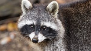 Preview wallpaper raccoon, autumn, leaves, grey, yellow