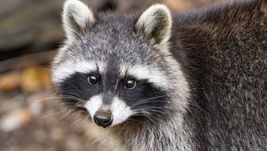 Preview wallpaper raccoon, autumn, leaves, grey, yellow