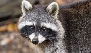 Preview wallpaper raccoon, autumn, leaves, grey, yellow