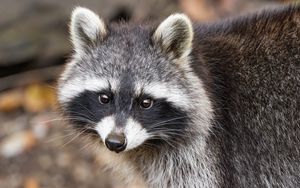 Preview wallpaper raccoon, autumn, leaves, grey, yellow