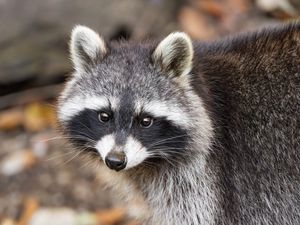 Preview wallpaper raccoon, autumn, leaves, grey, yellow