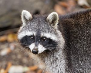 Preview wallpaper raccoon, autumn, leaves, grey, yellow