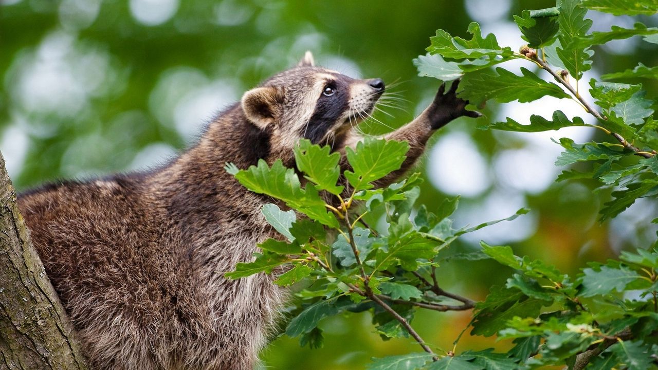 Wallpaper raccoon, branch, climbing, leaves