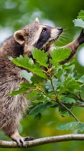 Preview wallpaper raccoon, branch, climbing, leaves