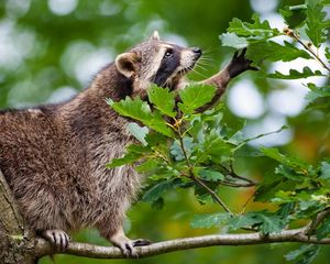 Preview wallpaper raccoon, branch, climbing, leaves
