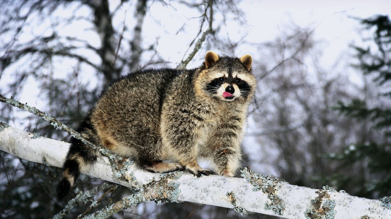 Wallpaper raccoon, branch, snow, climb