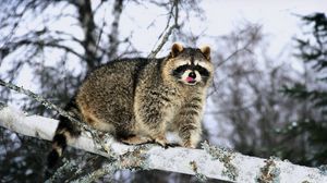 Preview wallpaper raccoon, branch, snow, climb