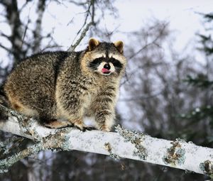 Preview wallpaper raccoon, branch, snow, climb