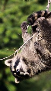 Preview wallpaper raccoon, branches, playful