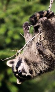 Preview wallpaper raccoon, branches, playful