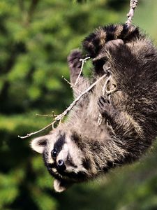 Preview wallpaper raccoon, branches, playful