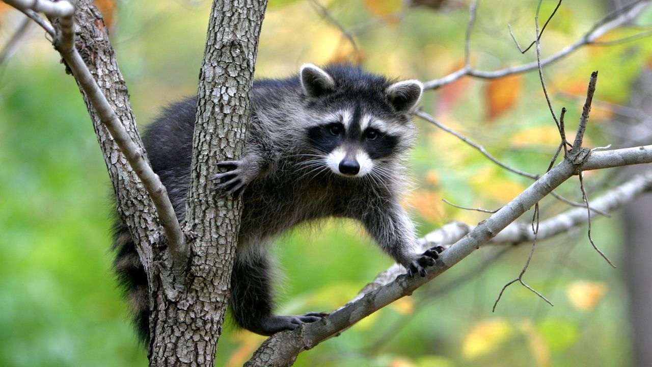 Wallpaper raccoon, branches, trees, climbing, animal