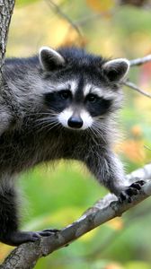 Preview wallpaper raccoon, branches, trees, climbing, animal