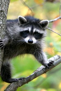 Preview wallpaper raccoon, branches, trees, climbing, animal