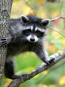 Preview wallpaper raccoon, branches, trees, climbing, animal