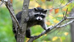 Preview wallpaper raccoon, branches, trees, climbing, animal