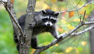 Preview wallpaper raccoon, branches, trees, climbing, animal