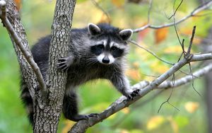 Preview wallpaper raccoon, branches, trees, climbing, animal