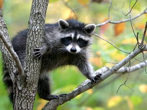 Preview wallpaper raccoon, branches, trees, climbing, animal