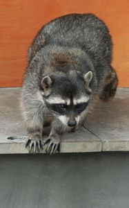 Preview wallpaper raccoon, climbing, spotted