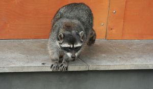 Preview wallpaper raccoon, climbing, spotted