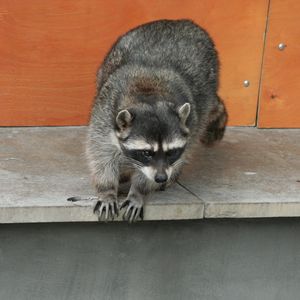 Preview wallpaper raccoon, climbing, spotted