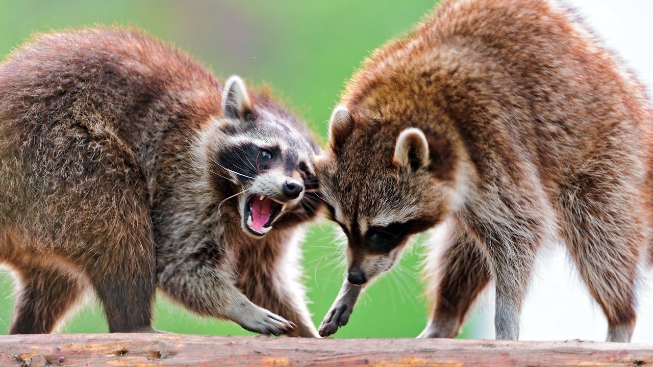 Wallpaper raccoon, couple, standing, animal