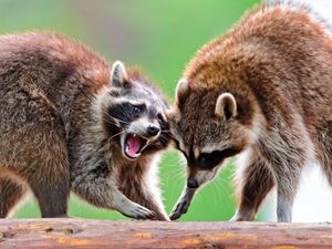 Preview wallpaper raccoon, couple, standing, animal