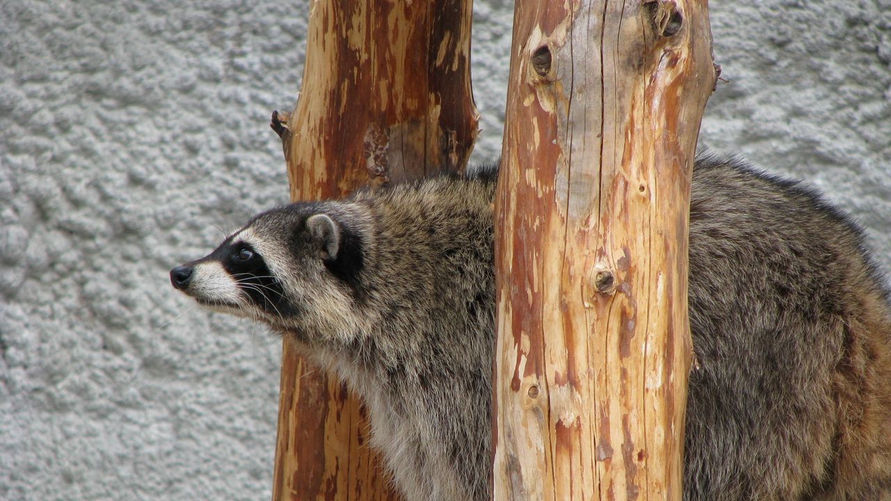 Wallpaper raccoon, curious, sit, watch
