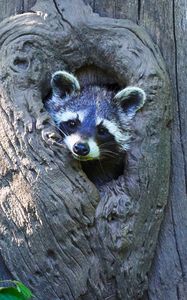 Preview wallpaper raccoon, cute, face, tree