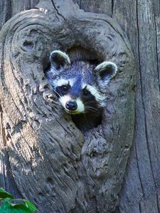 Preview wallpaper raccoon, cute, face, tree