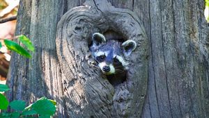 Preview wallpaper raccoon, cute, face, tree