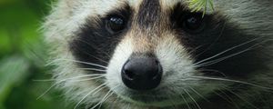 Preview wallpaper raccoon, cute, muzzle, animal