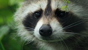 Preview wallpaper raccoon, cute, muzzle, animal