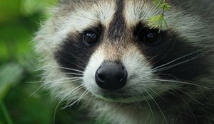 Preview wallpaper raccoon, cute, muzzle, animal