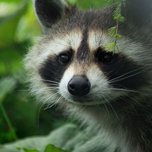 Preview wallpaper raccoon, cute, muzzle, animal