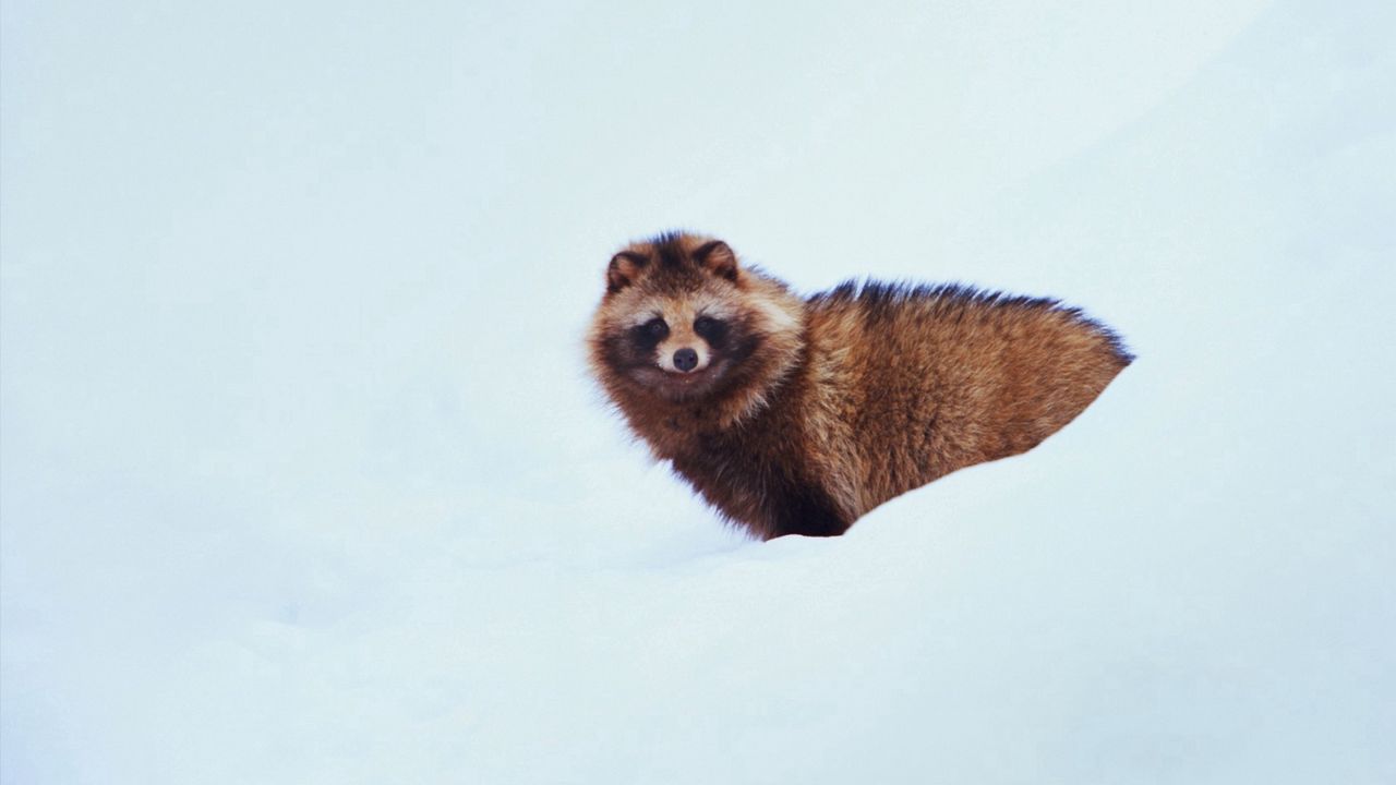 Wallpaper raccoon dog, dog, snow