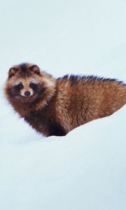 Preview wallpaper raccoon dog, dog, snow