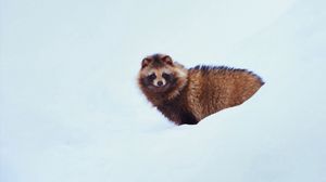 Preview wallpaper raccoon dog, dog, snow