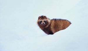 Preview wallpaper raccoon dog, dog, snow