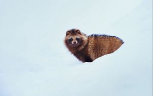 Preview wallpaper raccoon dog, dog, snow