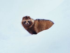 Preview wallpaper raccoon dog, dog, snow