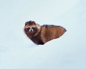 Preview wallpaper raccoon dog, dog, snow