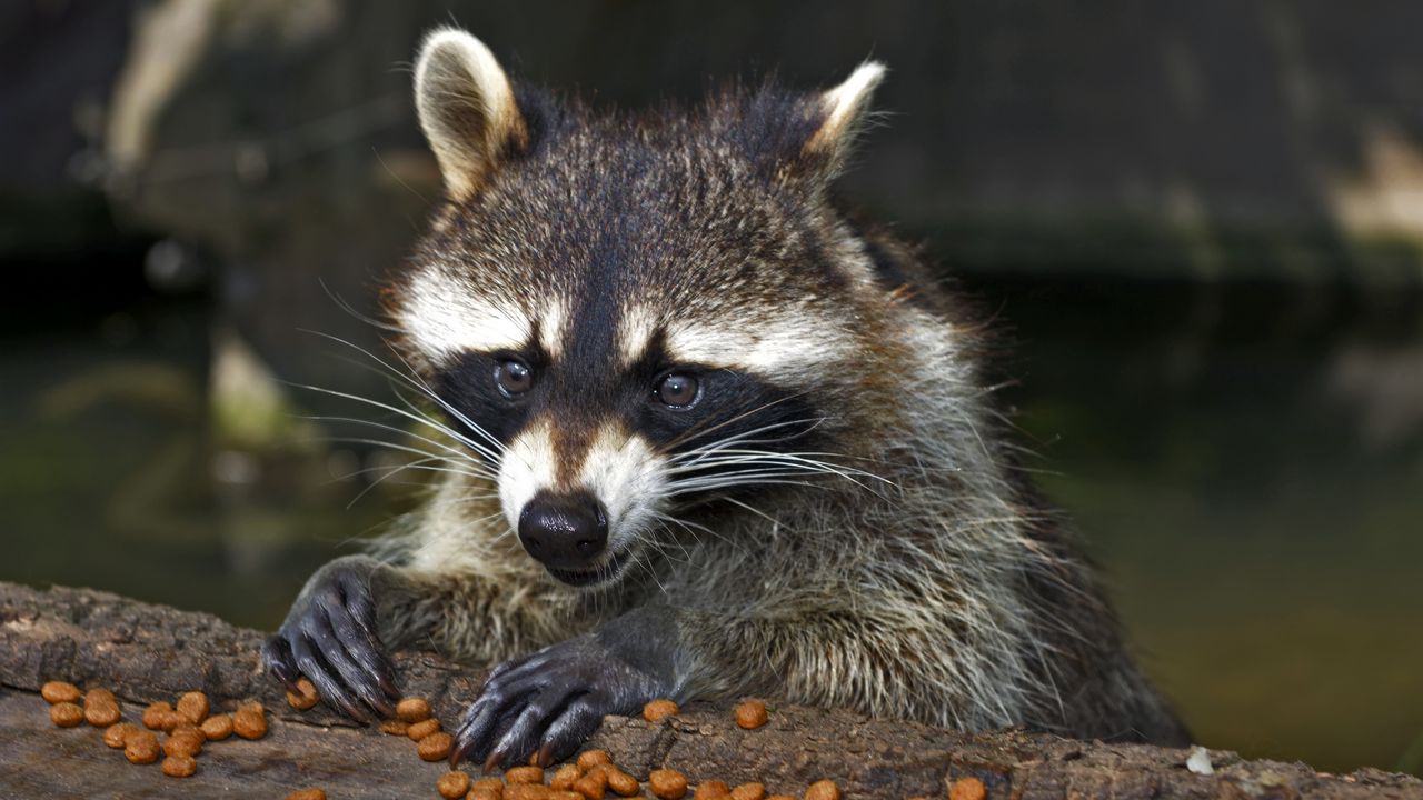 Wallpaper raccoon, face, food, view