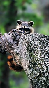 Preview wallpaper raccoon, face, tree climbing