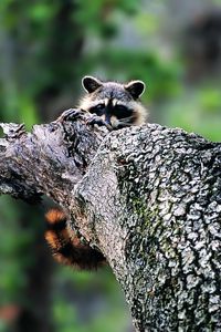 Preview wallpaper raccoon, face, tree climbing