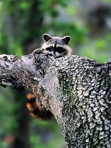 Preview wallpaper raccoon, face, tree climbing