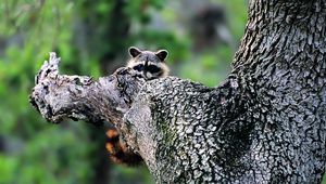 Preview wallpaper raccoon, face, tree climbing